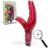 VIBRADOR PUNTO G...